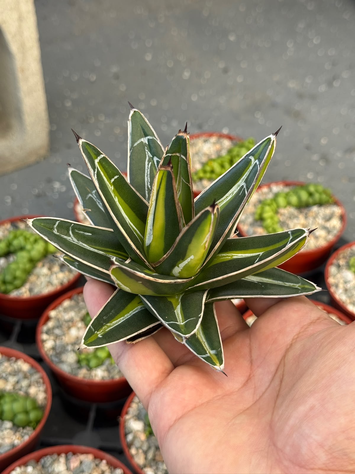 Agave Victoria reginae ‘giant’