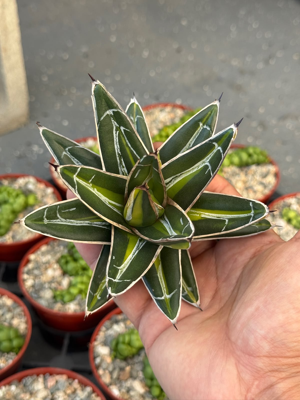 Agave Victoria reginae ‘giant’