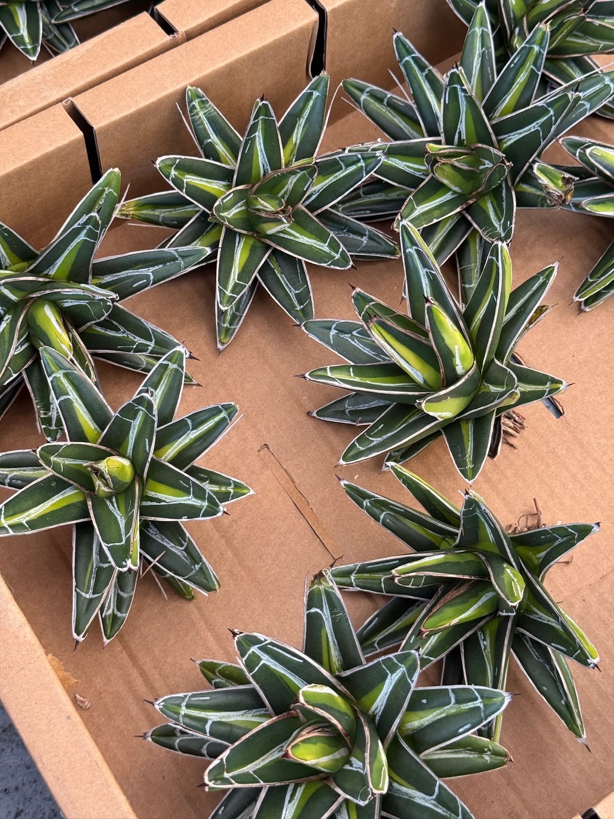 Agave Victoria reginae ‘giant’