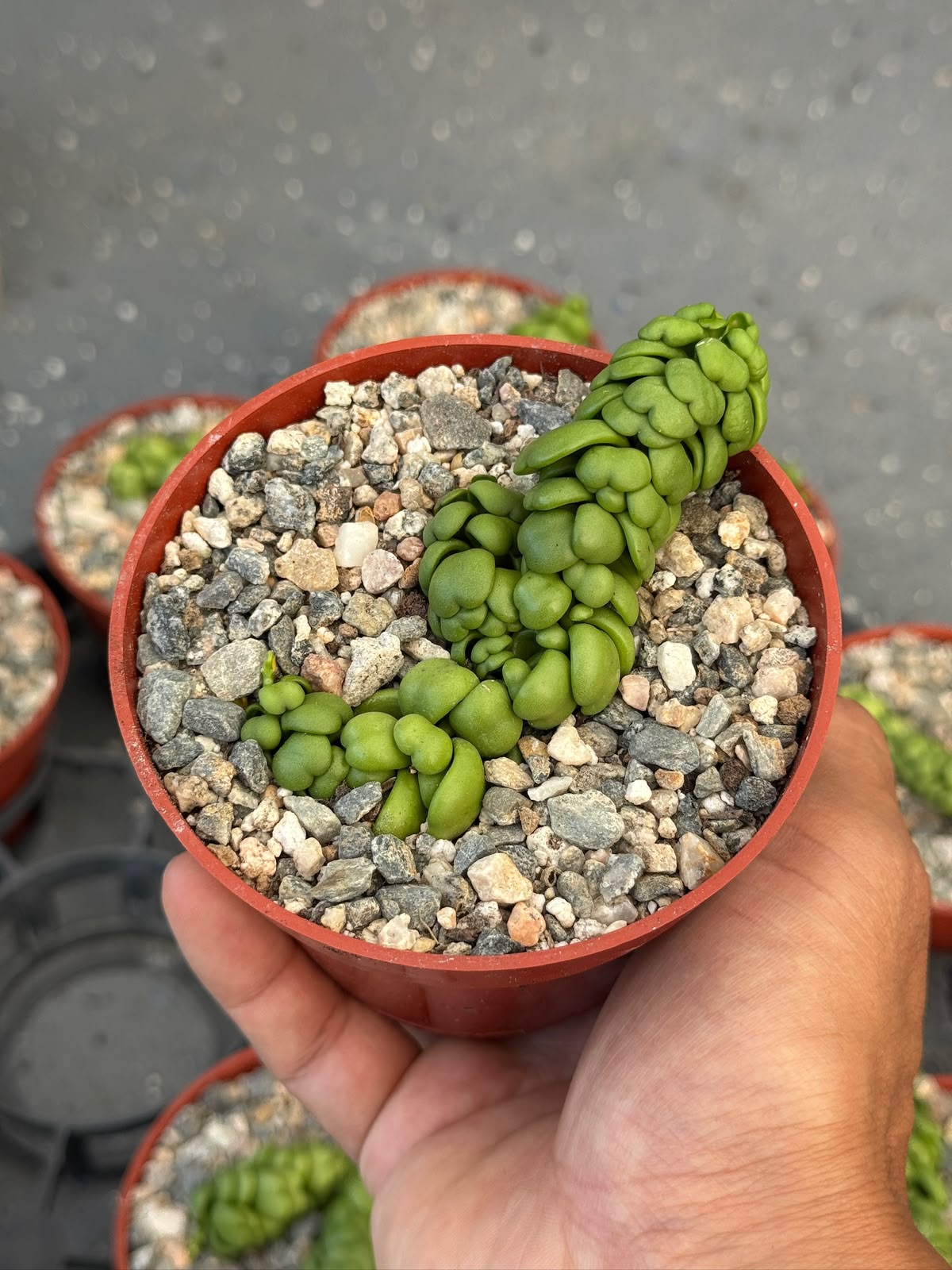 Dischidia dragon jade