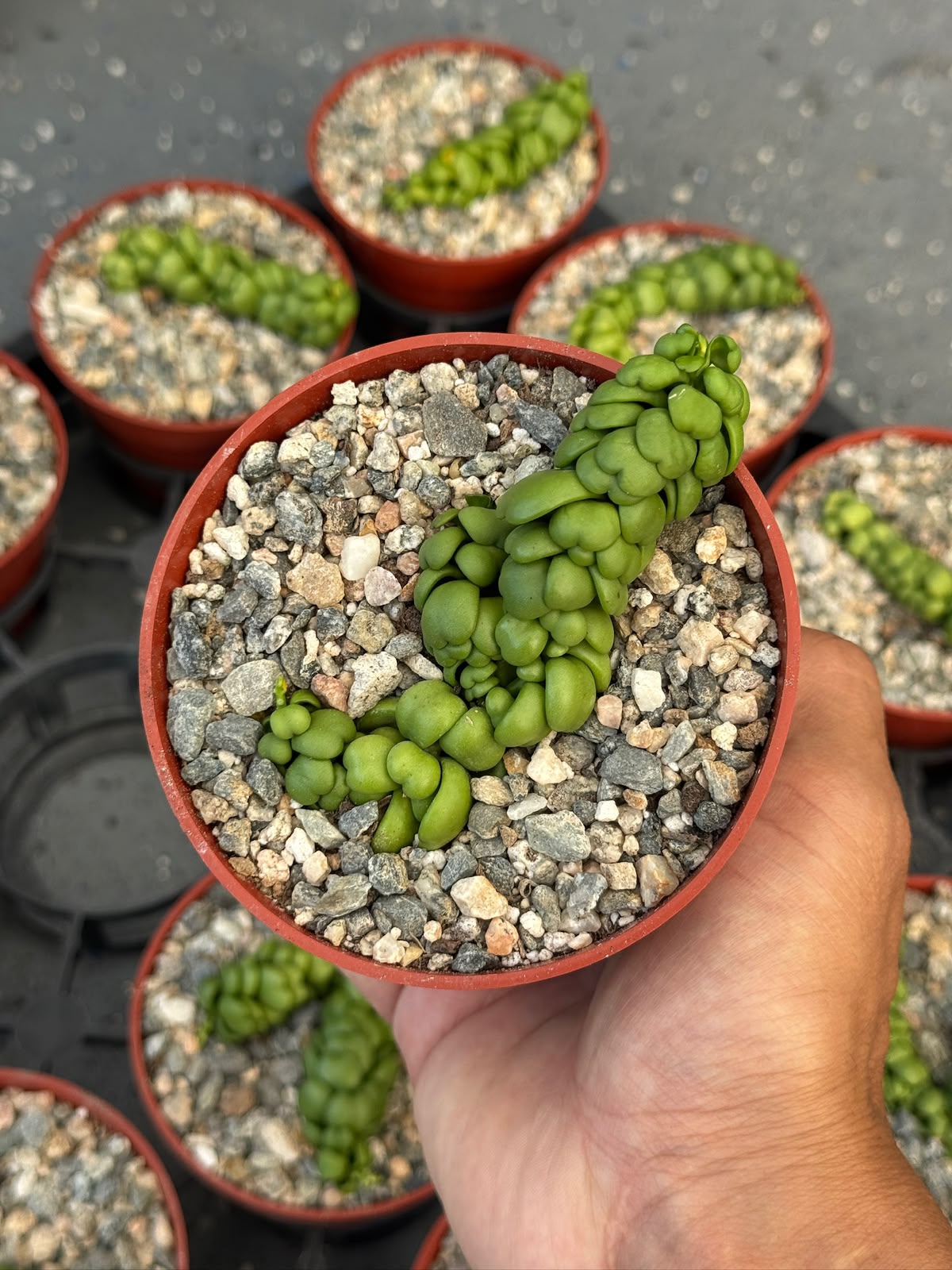 Dischidia dragon jade