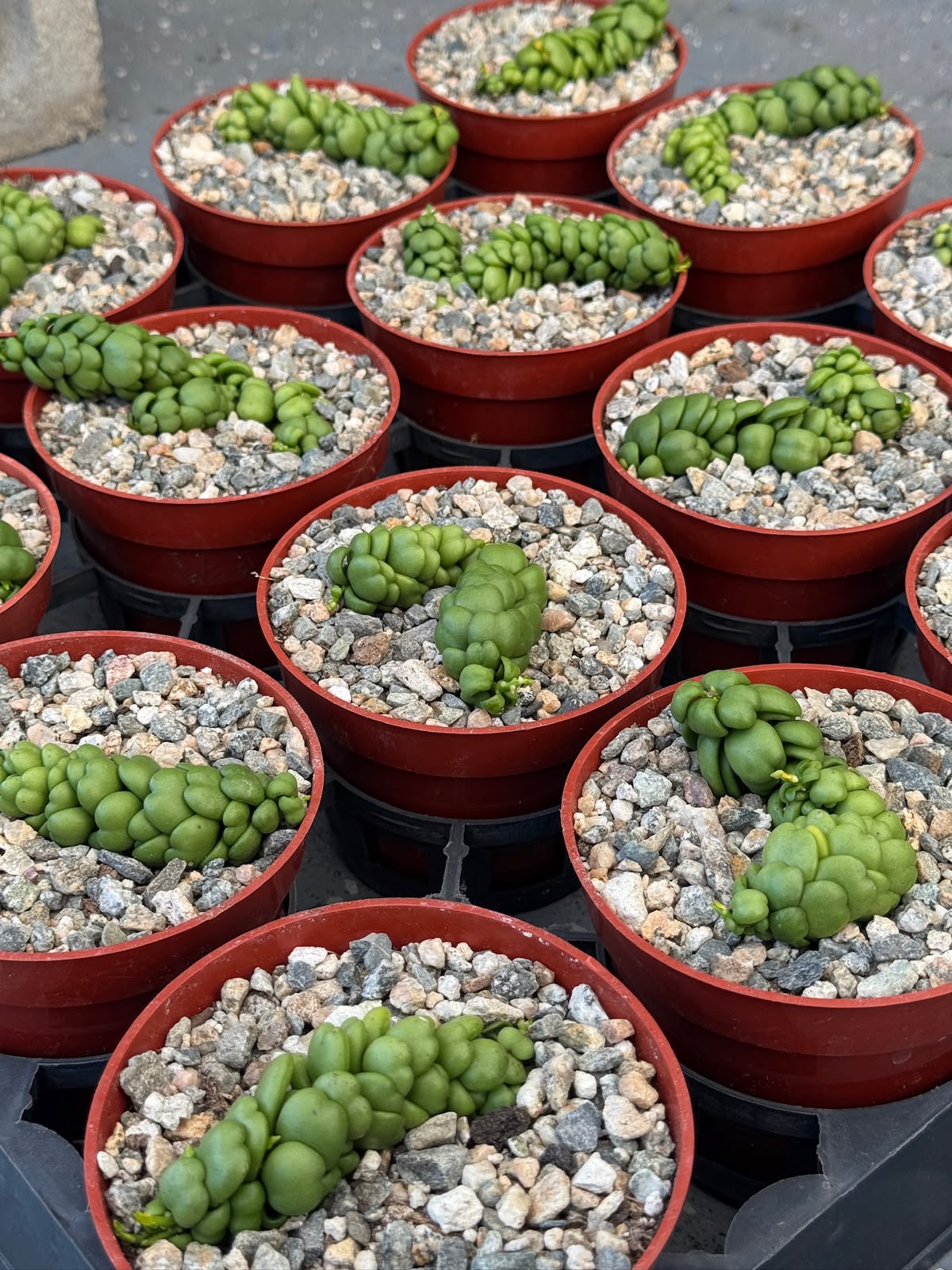 Dischidia dragon jade