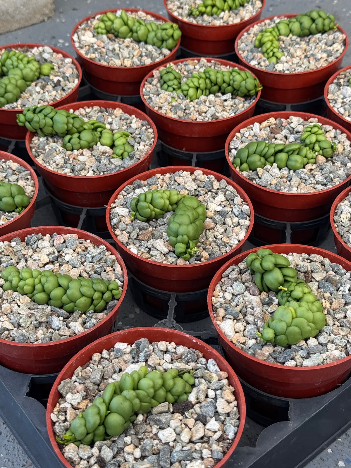 Dischidia dragon jade