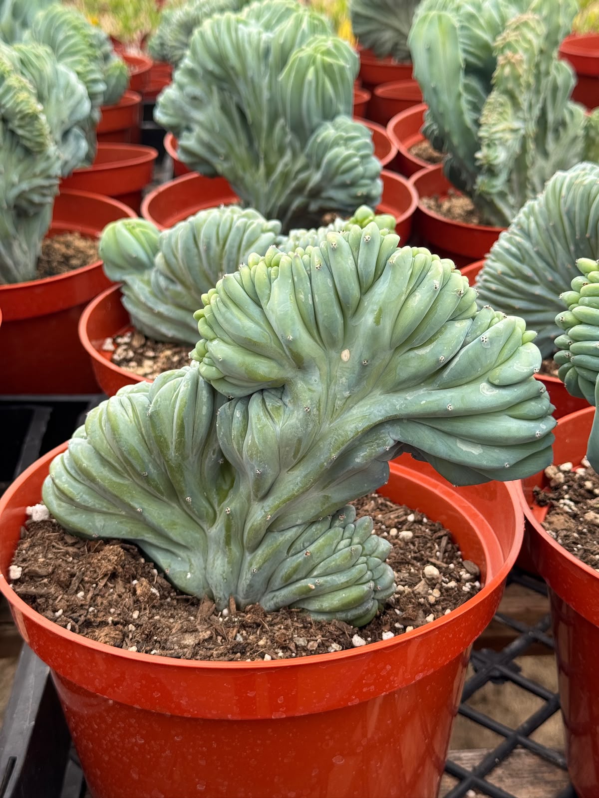 Myrtillocactus geometrizans elite crestada 8”