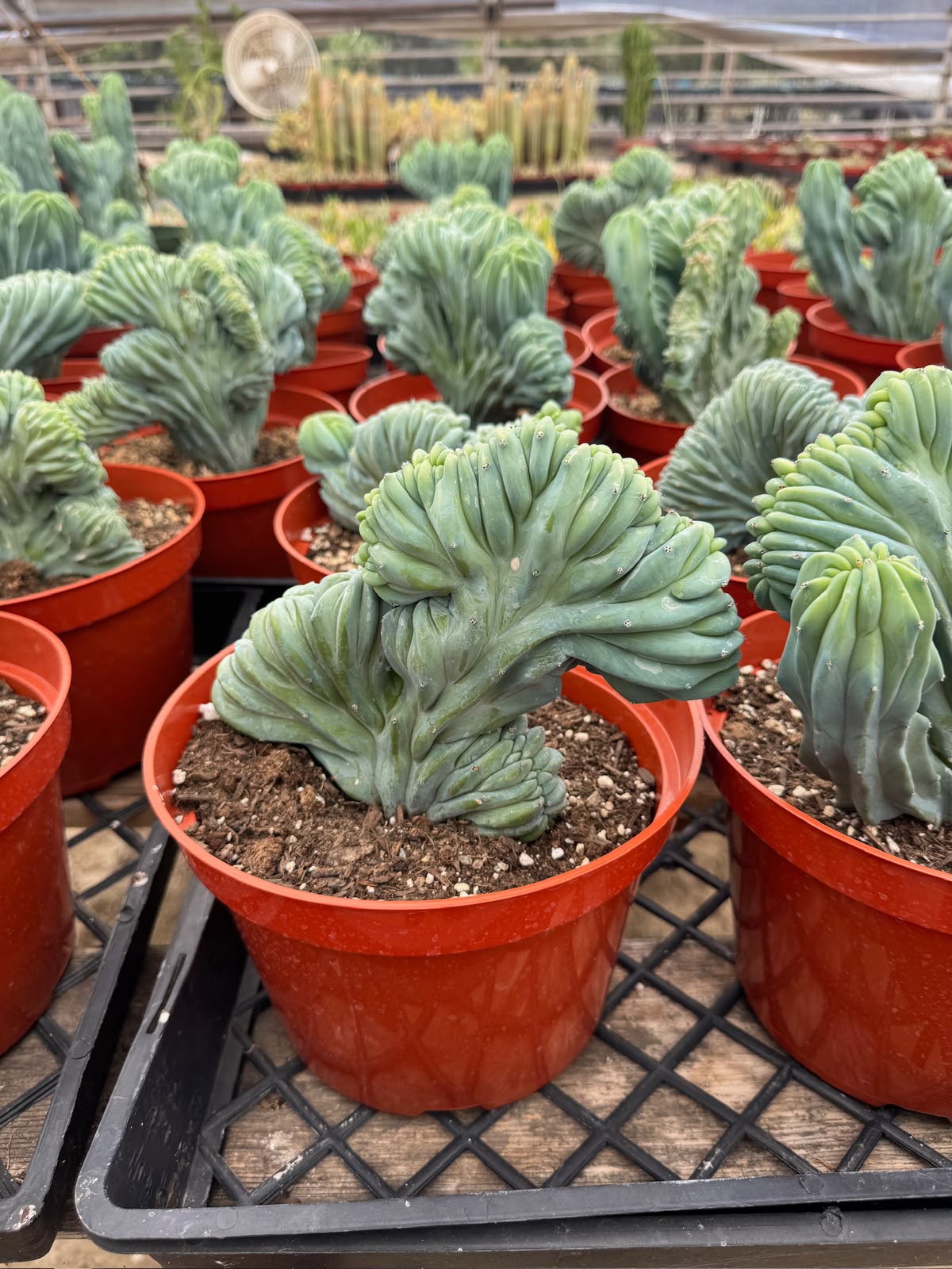Myrtillocactus geometrizans elite crestada 8”