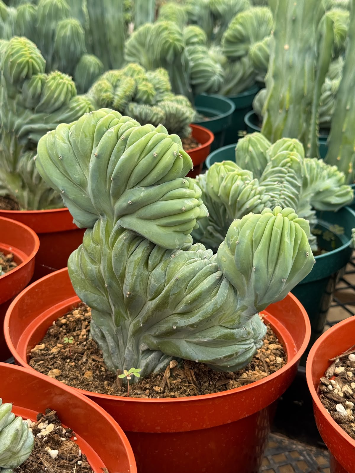Myrtillocactus geometrizans elite crestada 8”