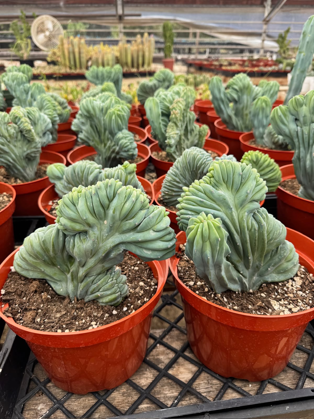 Myrtillocactus geometrizans elite crestada 8”