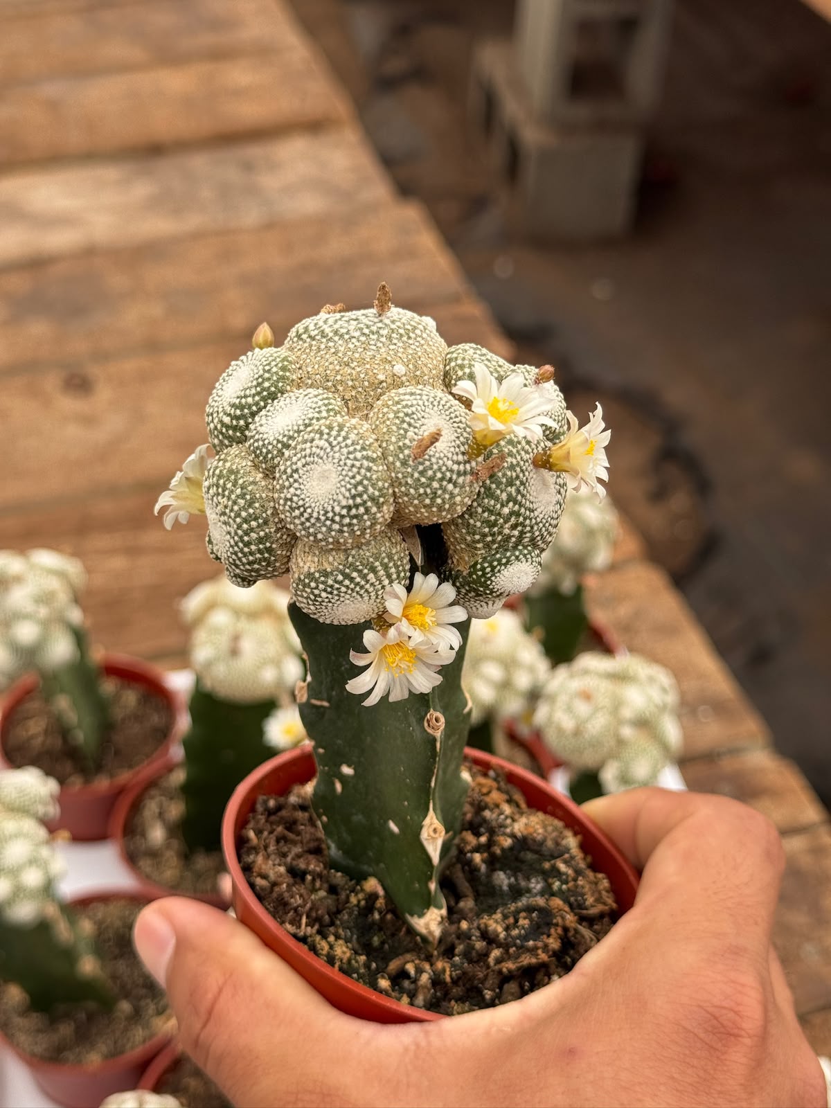 Injerto blossfeldia liliputana