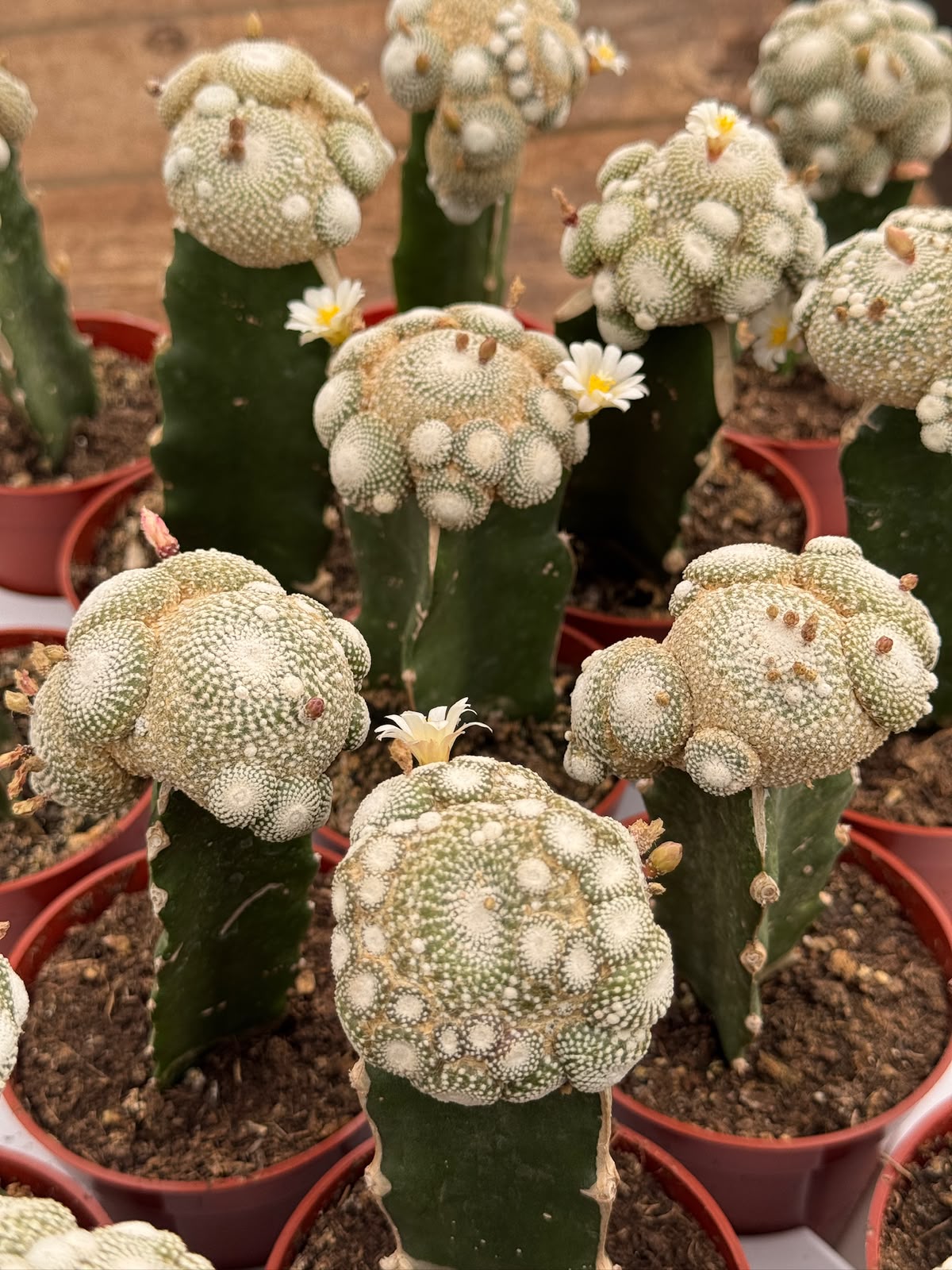 Injerto blossfeldia liliputana