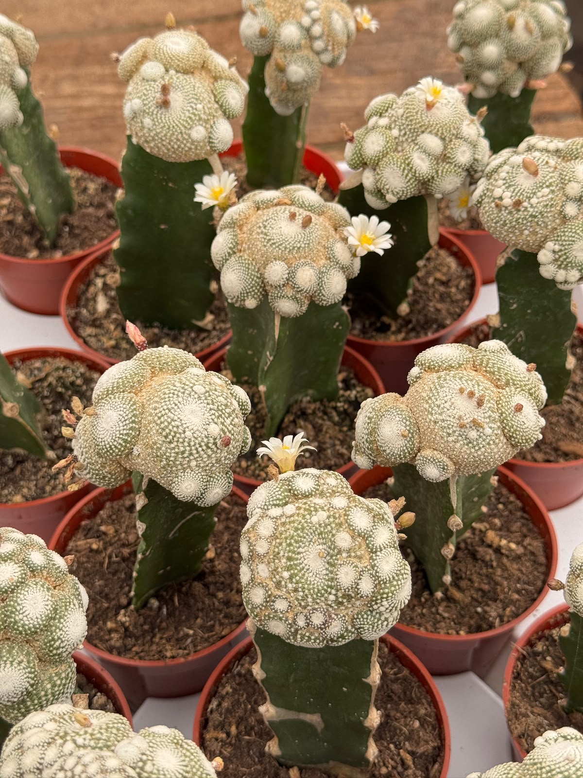 Injerto blossfeldia liliputana