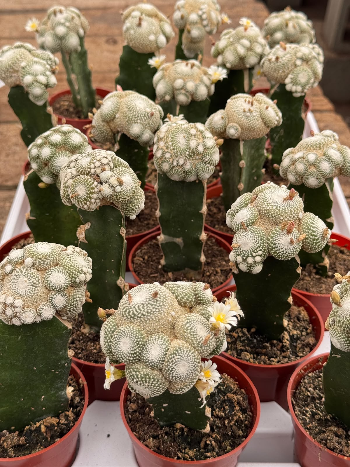 Injerto blossfeldia liliputana