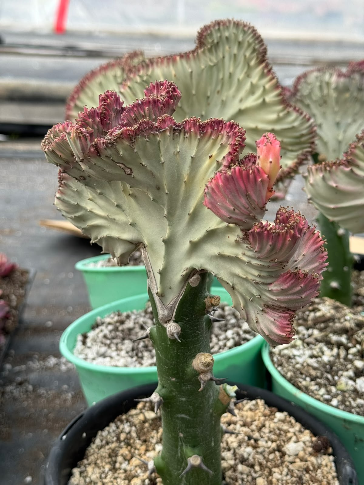 Euphorbia lactea crestada rosa