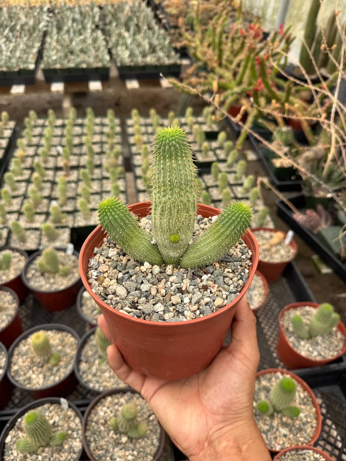 Hoodia gordonii