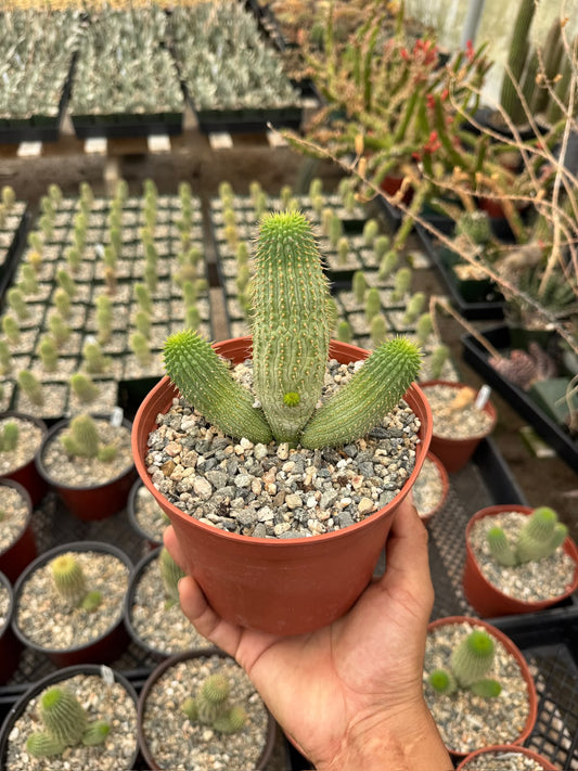 Hoodia gordonii
