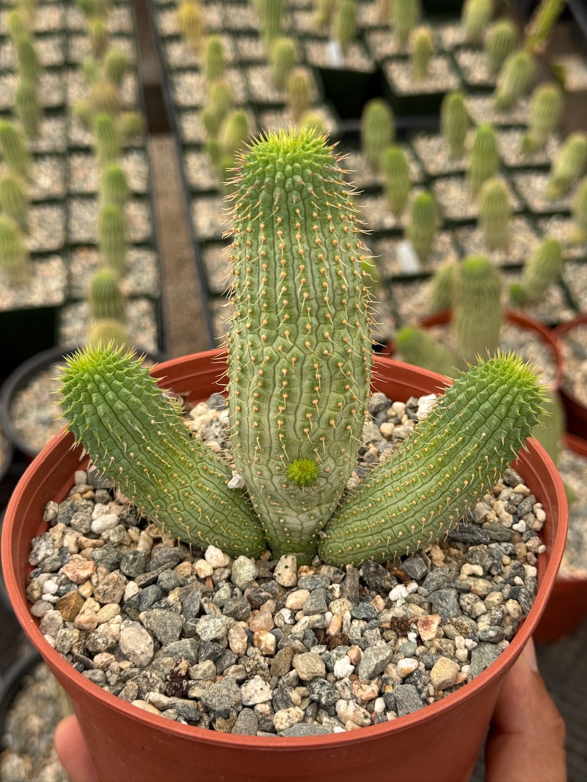 Hoodia gordonii