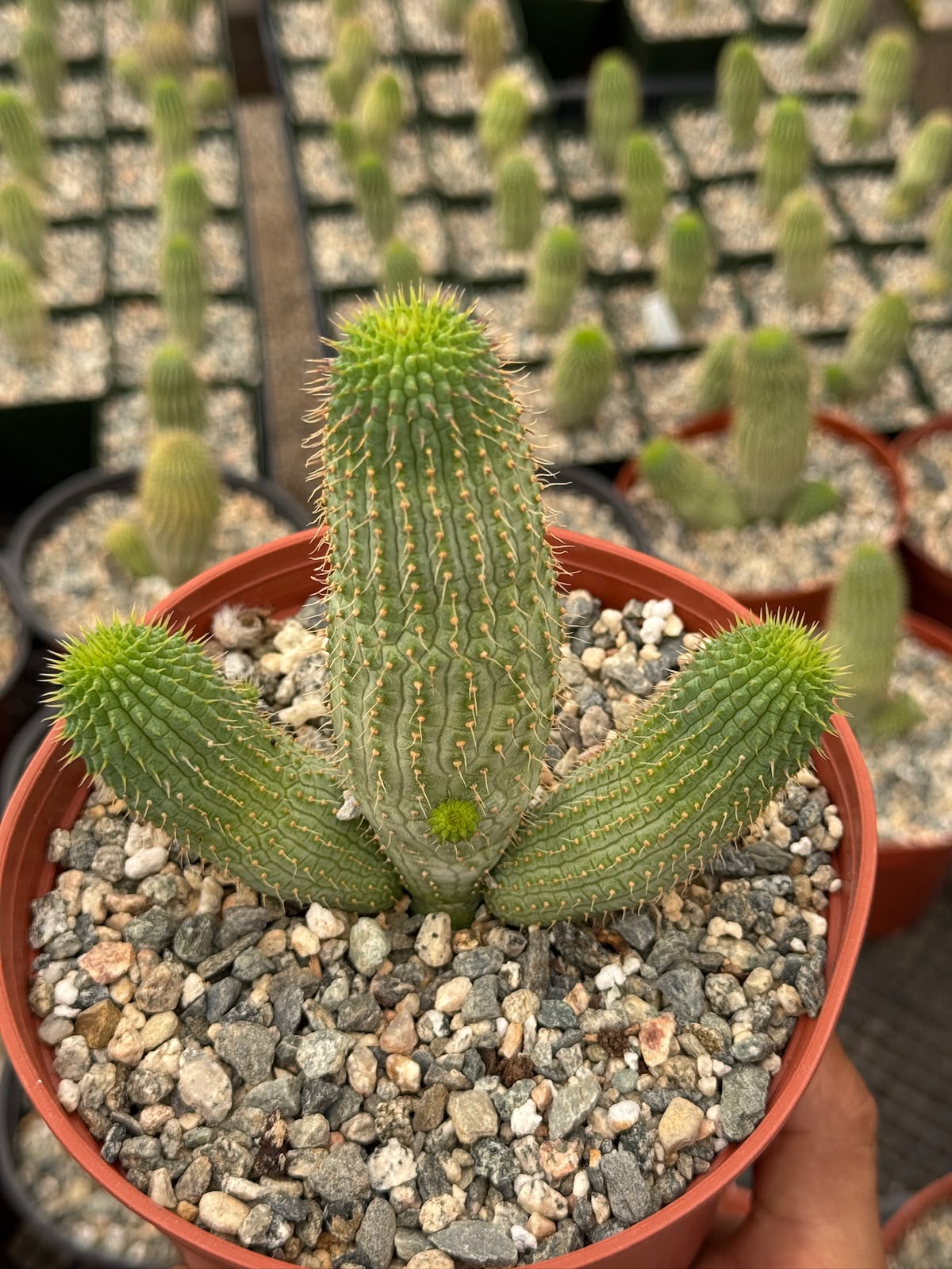 Hoodia gordonii