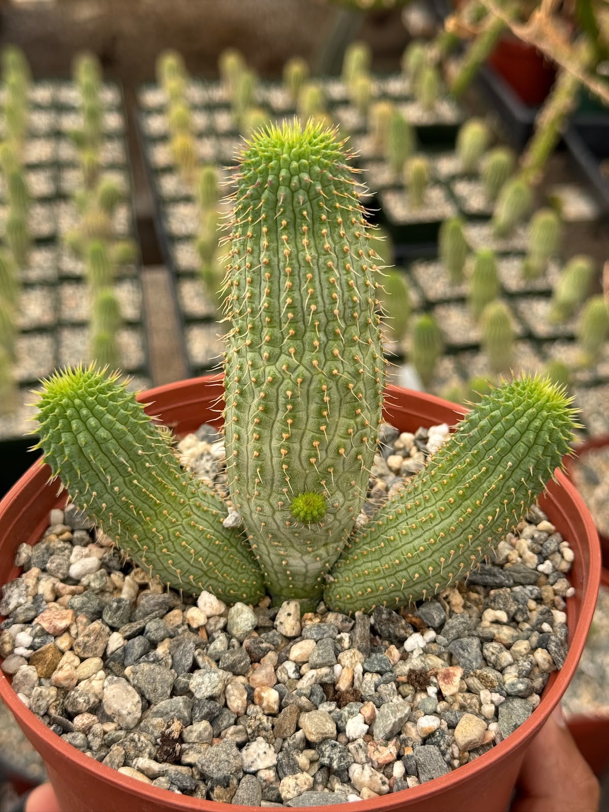 Hoodia gordonii