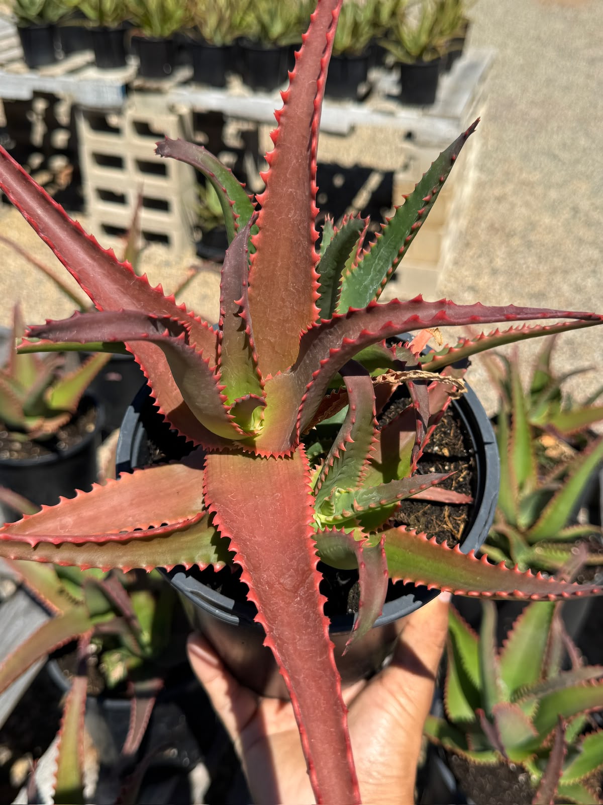 Aloe violet volt