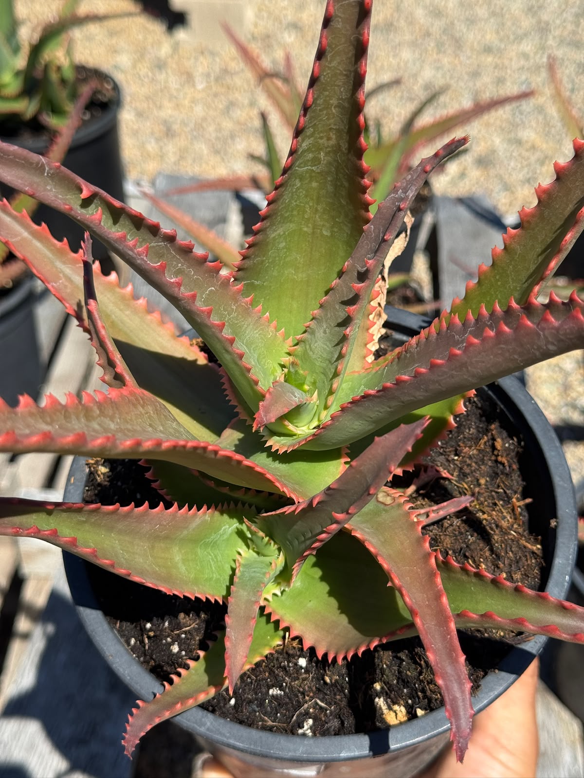 Aloe violet volt