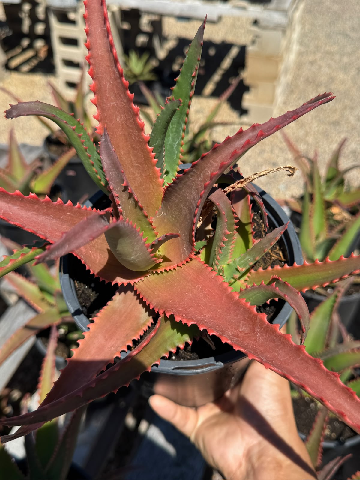 Aloe violet volt