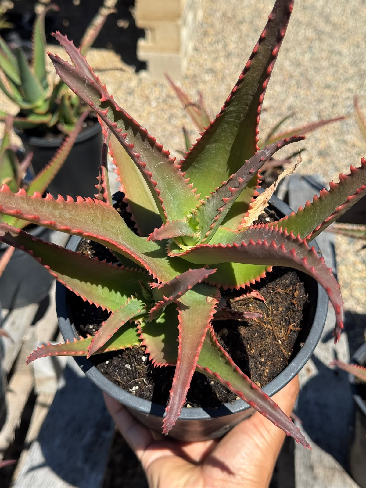 Aloe violet volt
