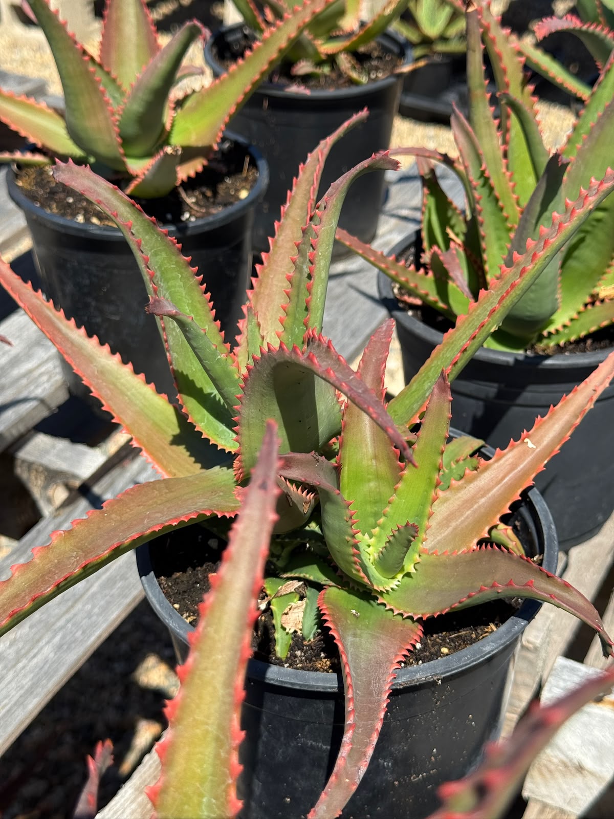 Aloe violet volt