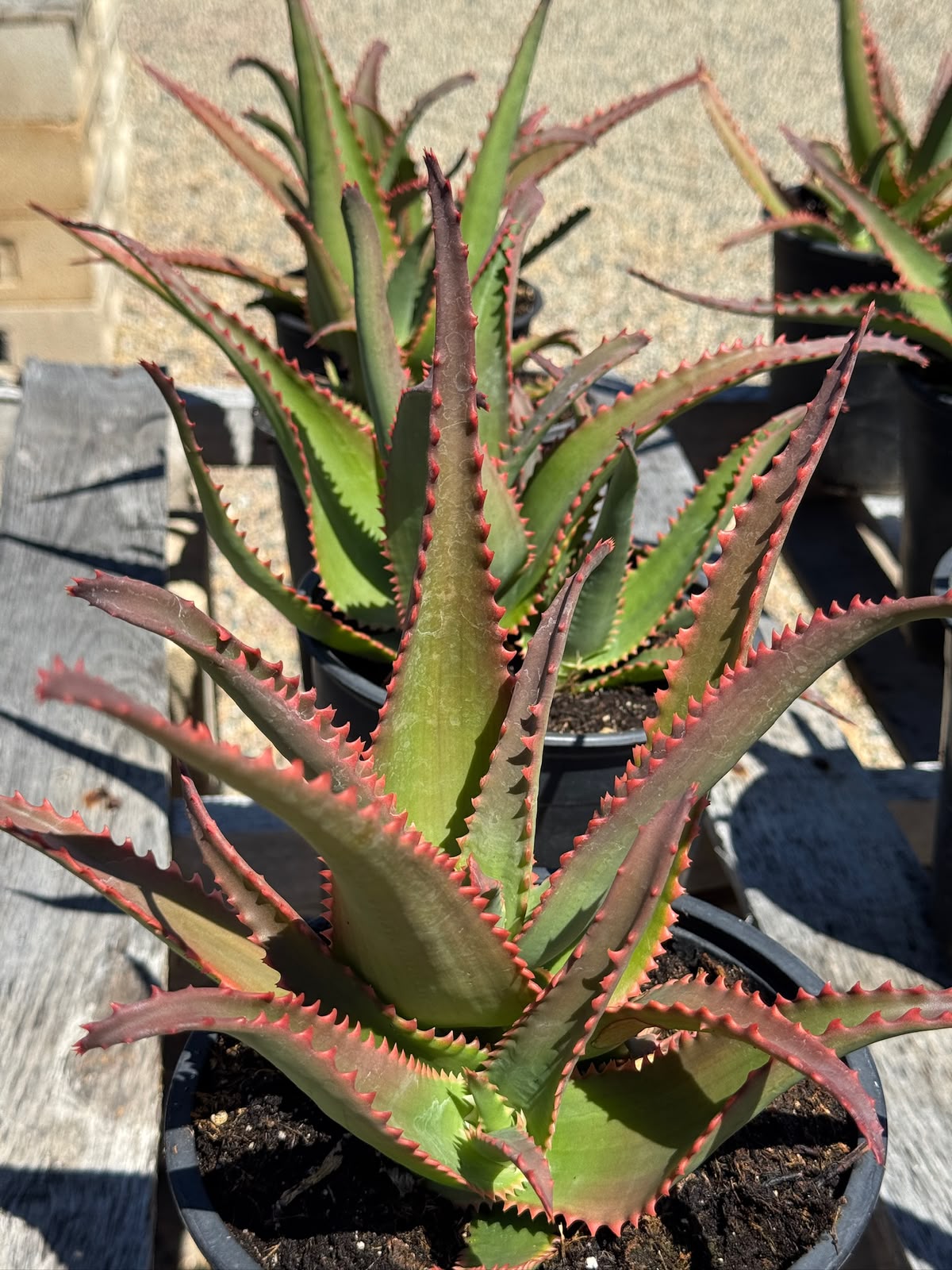 Aloe violet volt