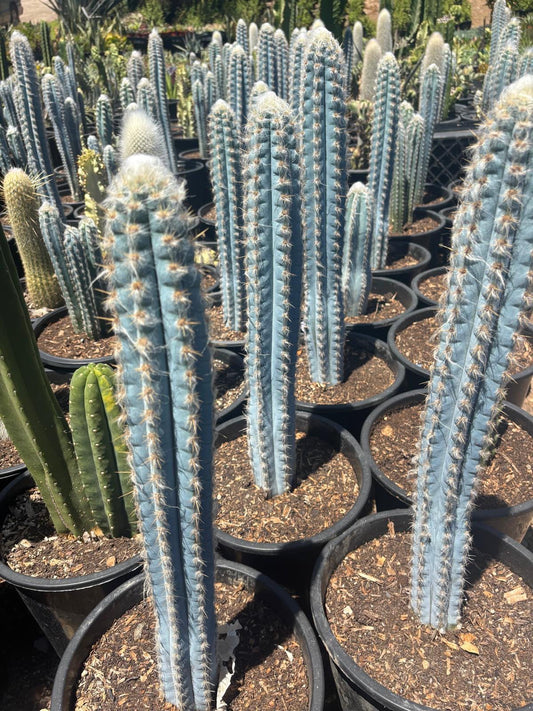 Pilosocereus pachycladus
