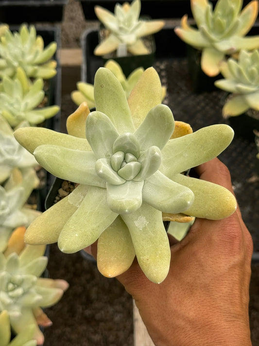 Dudleya Pachyphytum