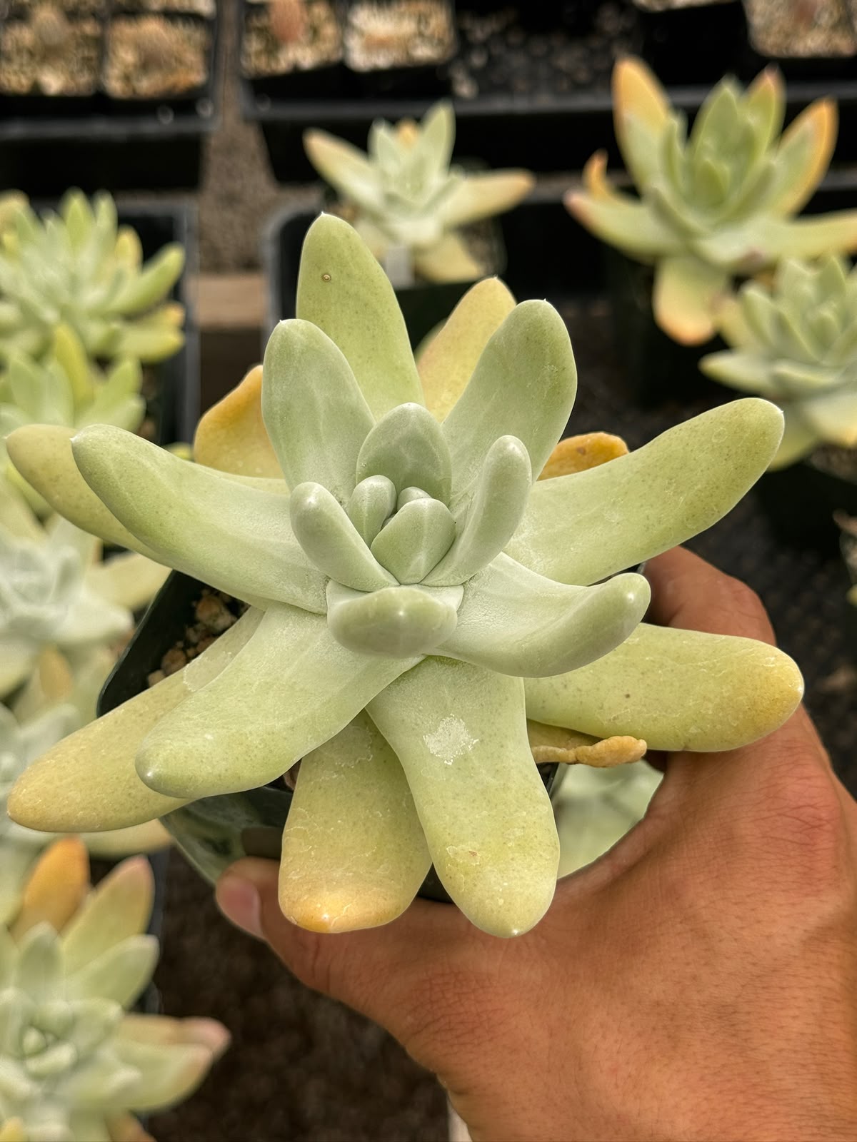 Dudleya Pachyphytum