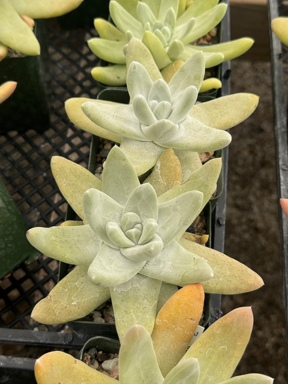 Dudleya Pachyphytum