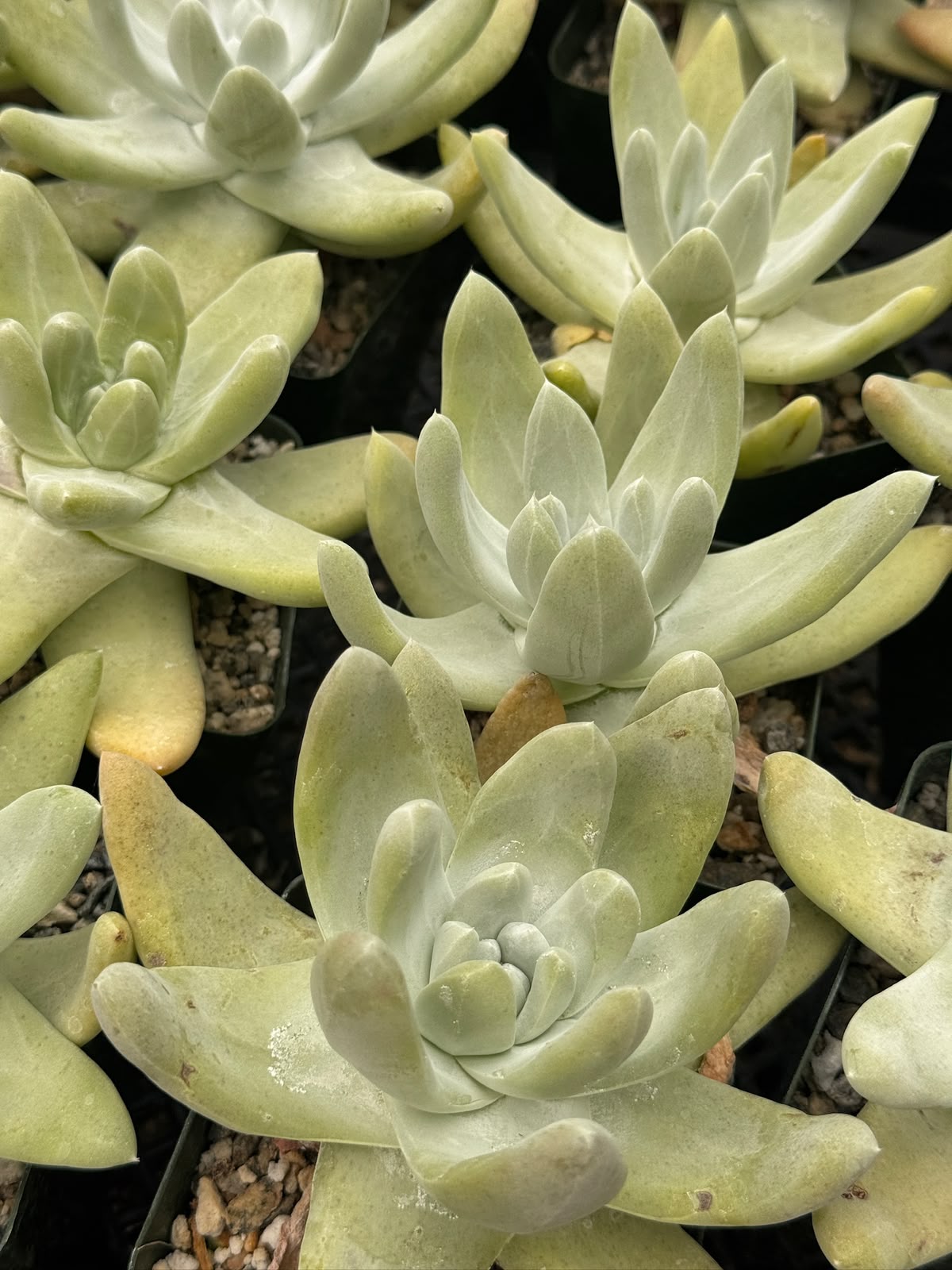 Dudleya Pachyphytum