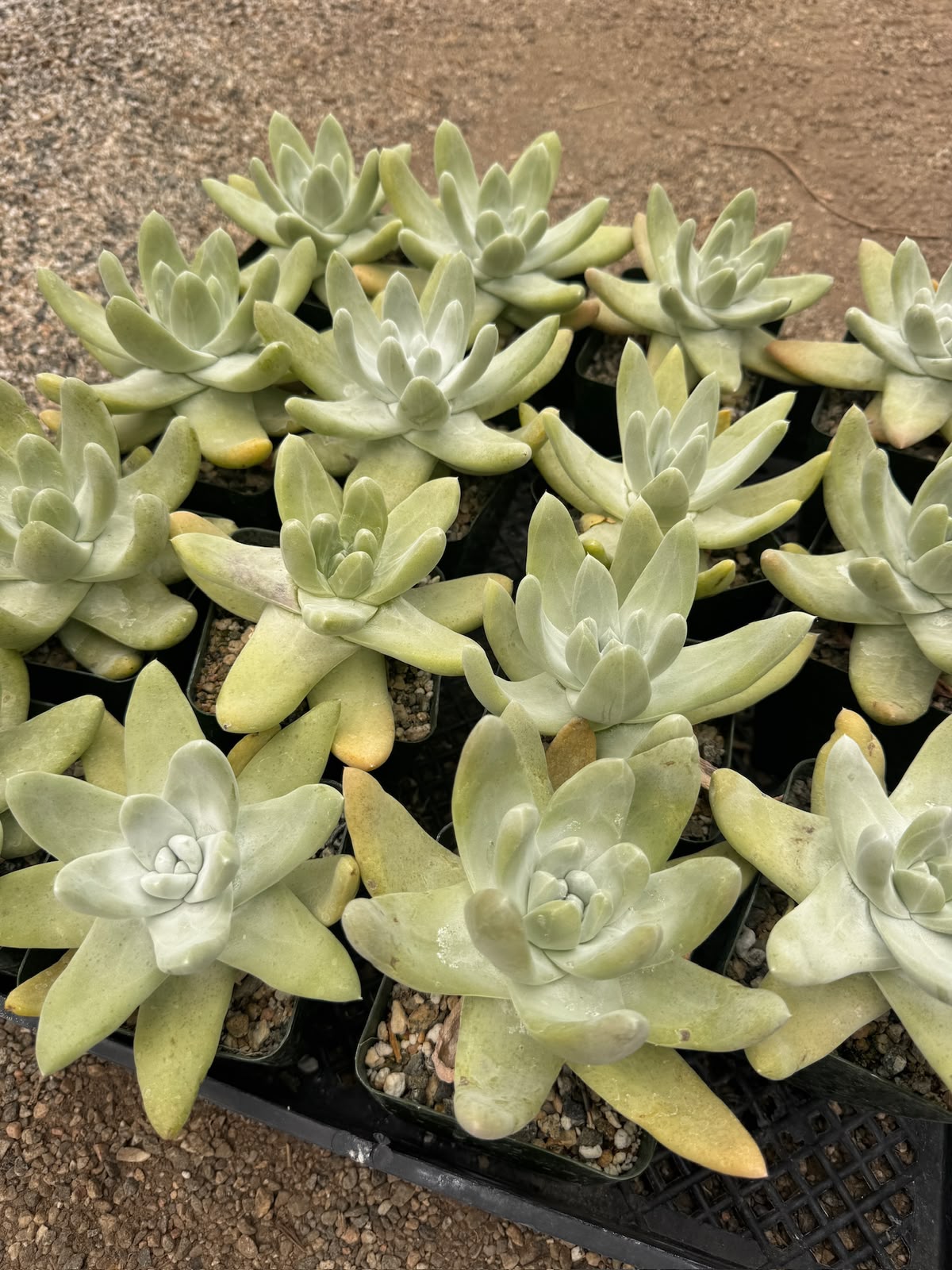 Dudleya Pachyphytum