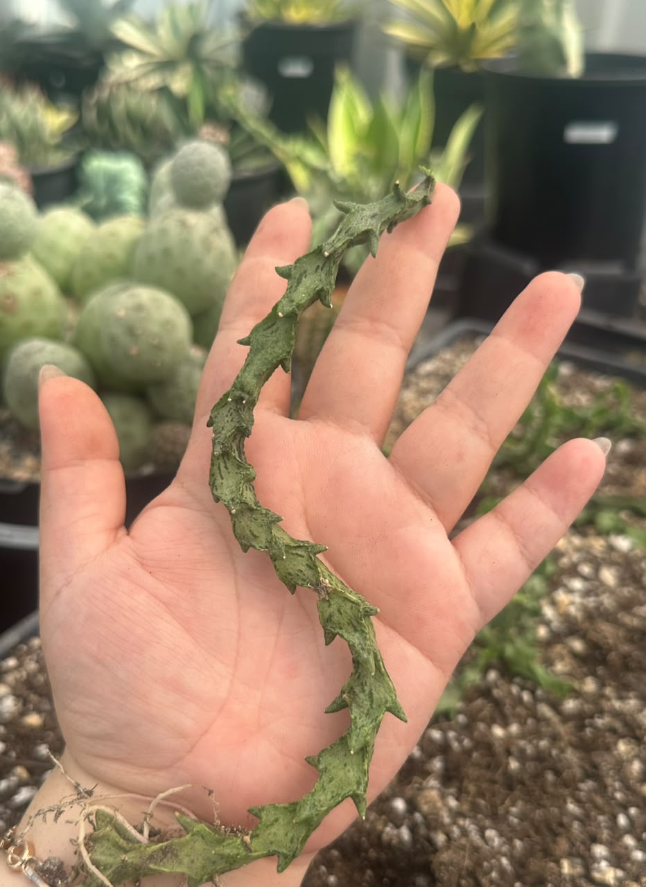 Ceropegia simonae