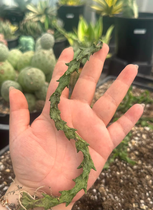 Ceropegia simonae
