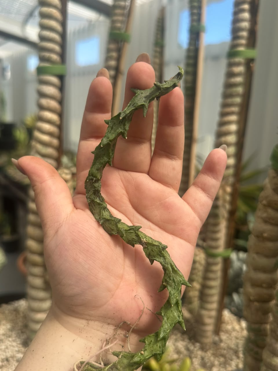 Ceropegia simonae