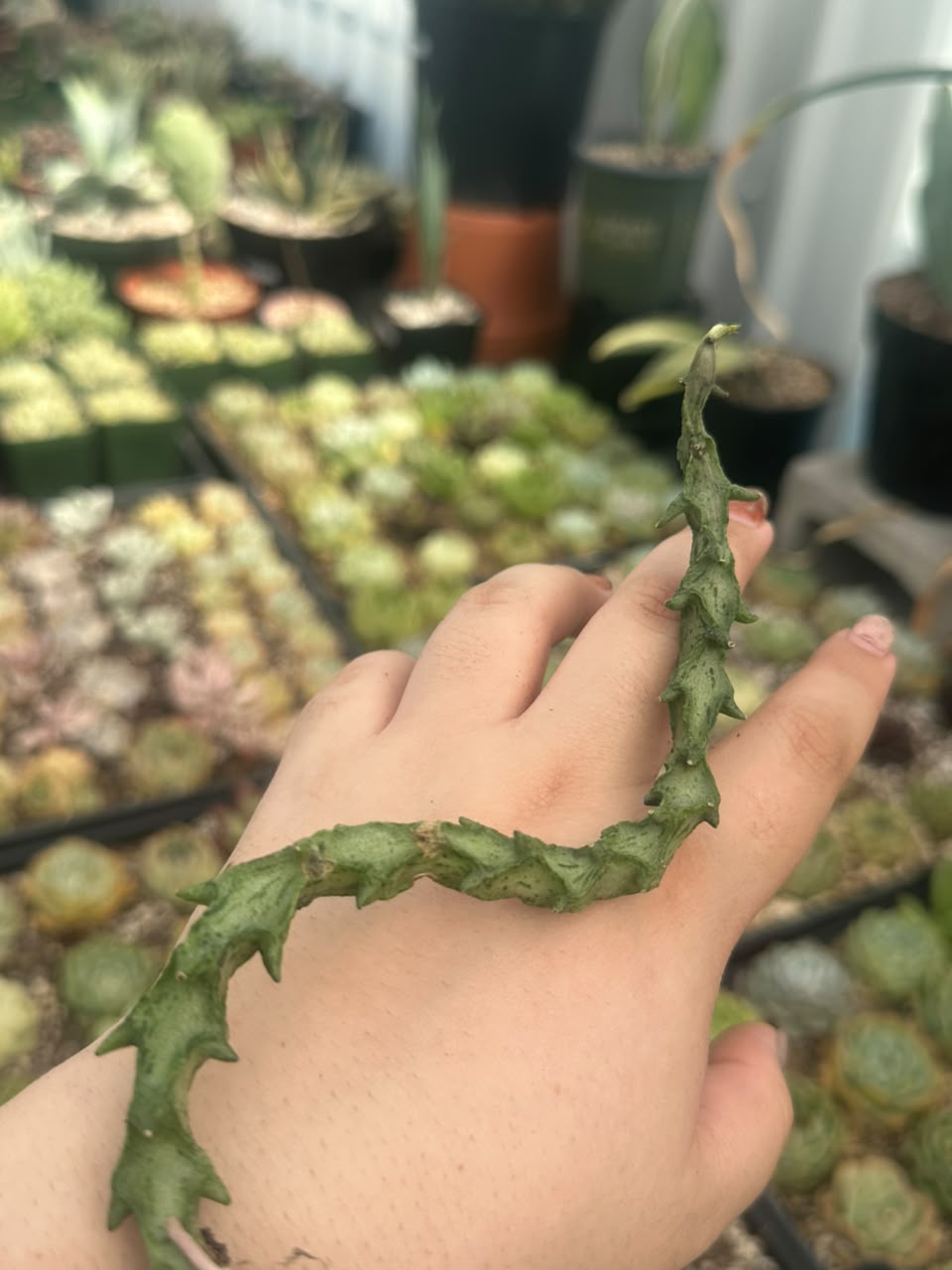 Ceropegia simonae