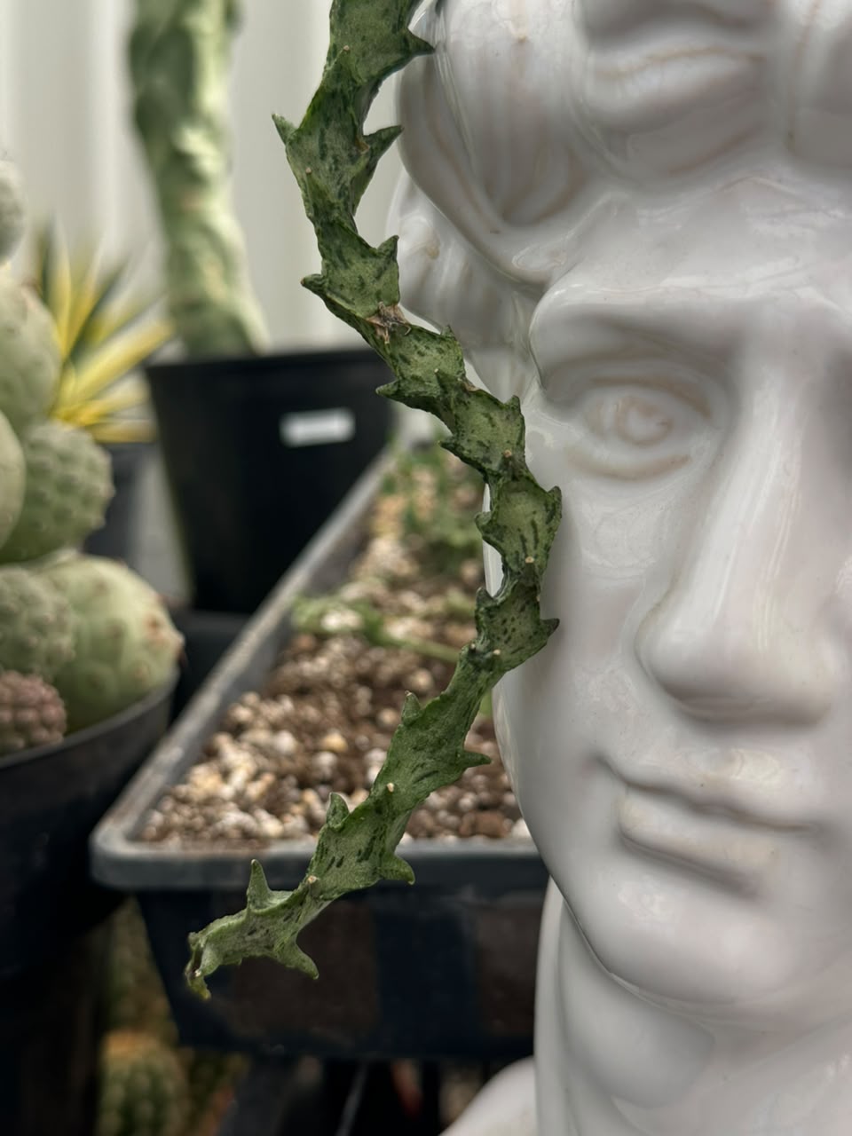 Ceropegia simonae