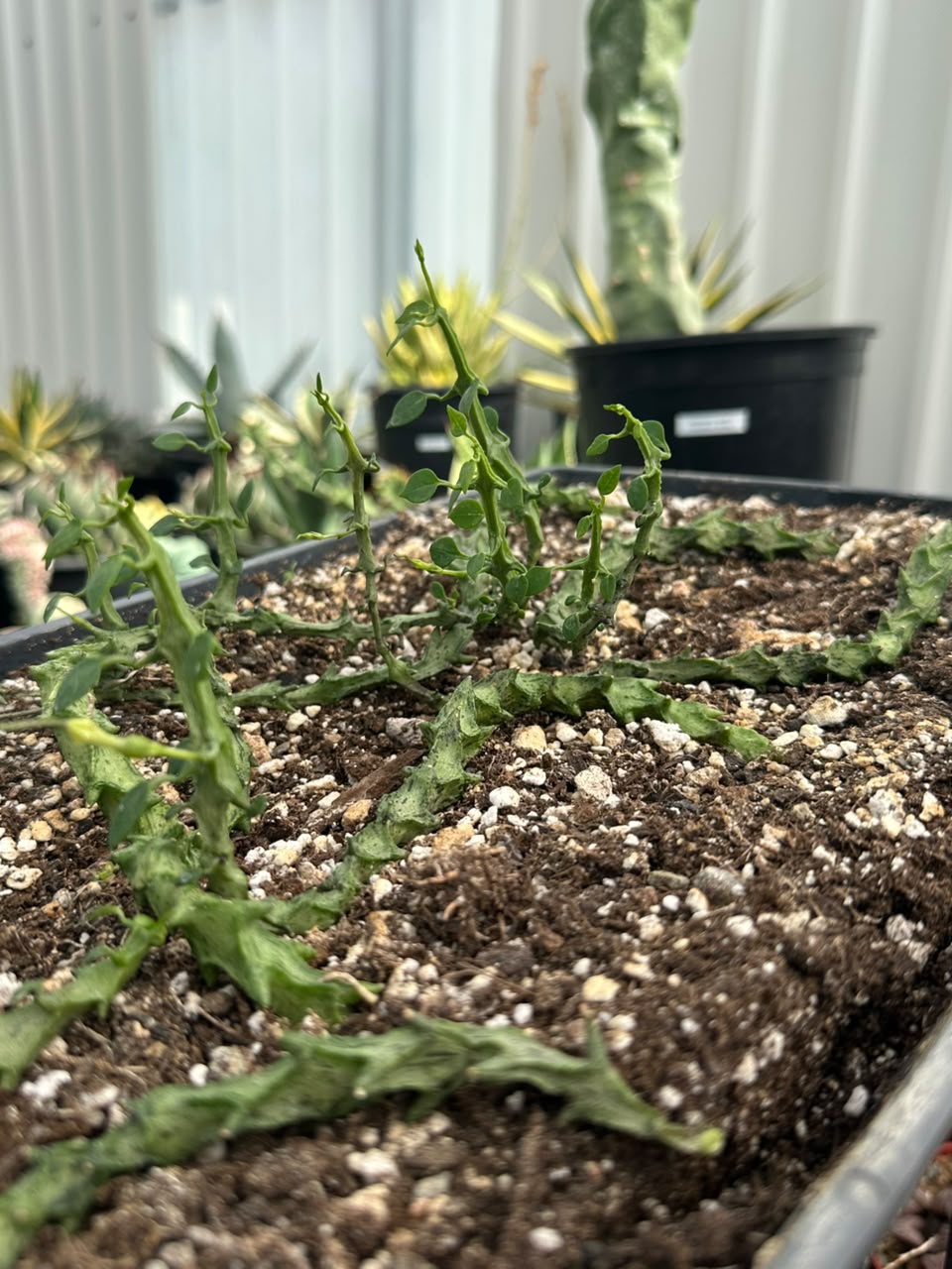 Ceropegia simonae