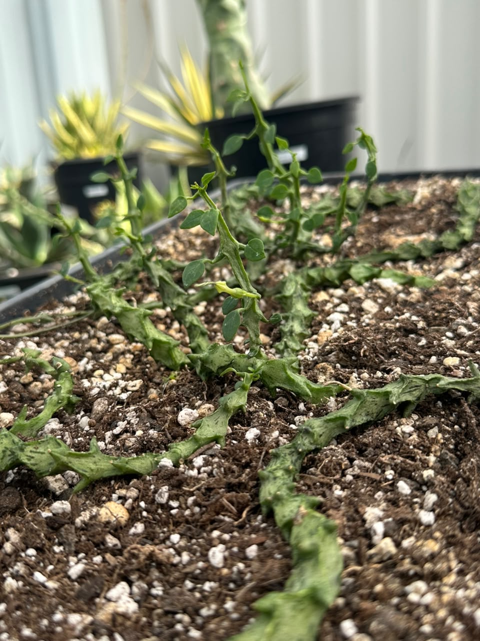 Ceropegia simonae