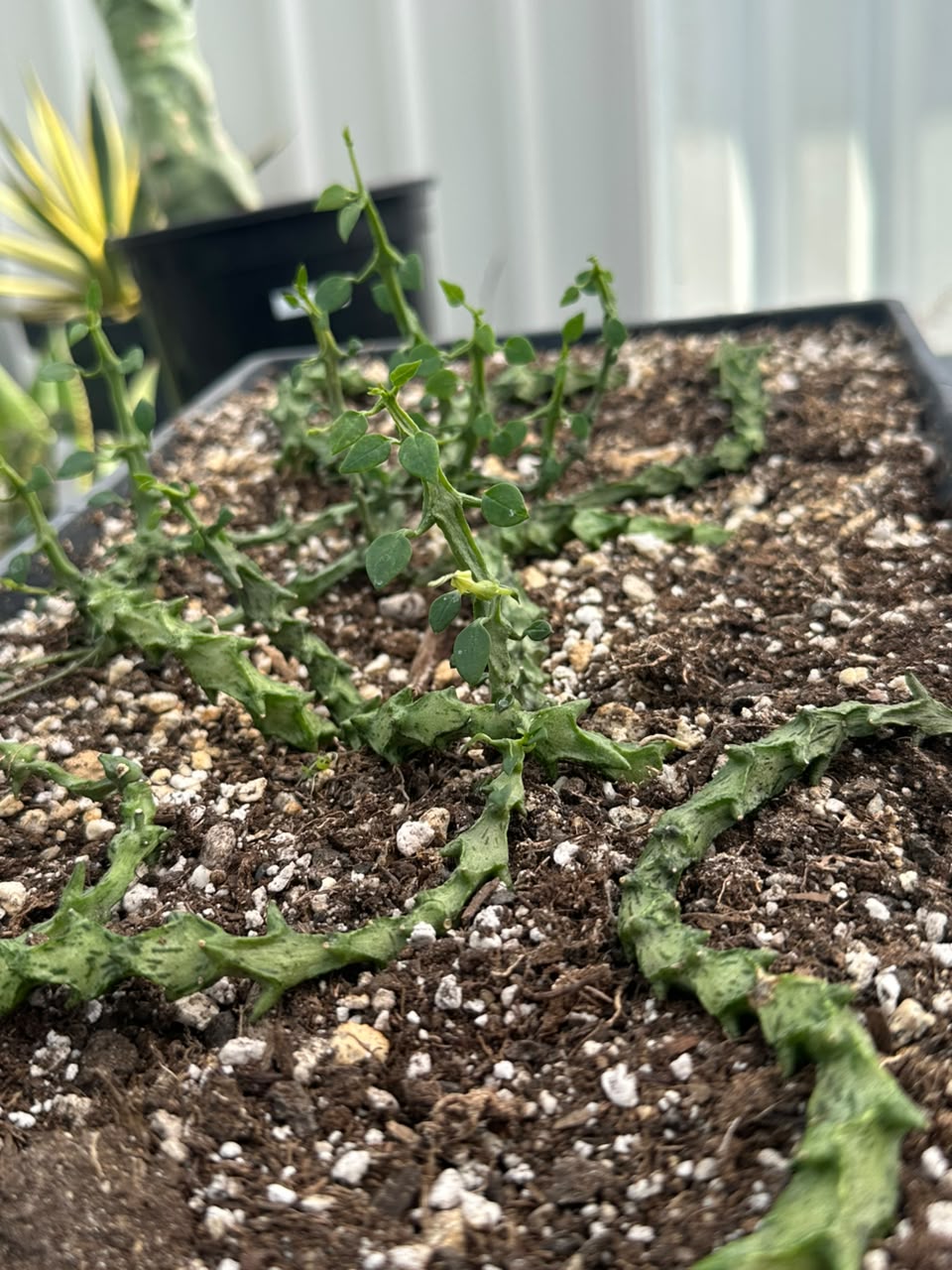 Ceropegia simonae