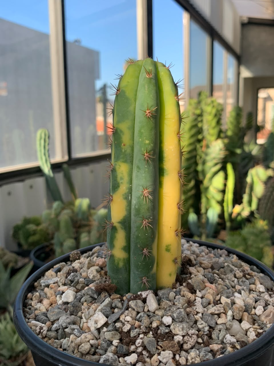 Trichocereus pachanoi (san pedro) variegado