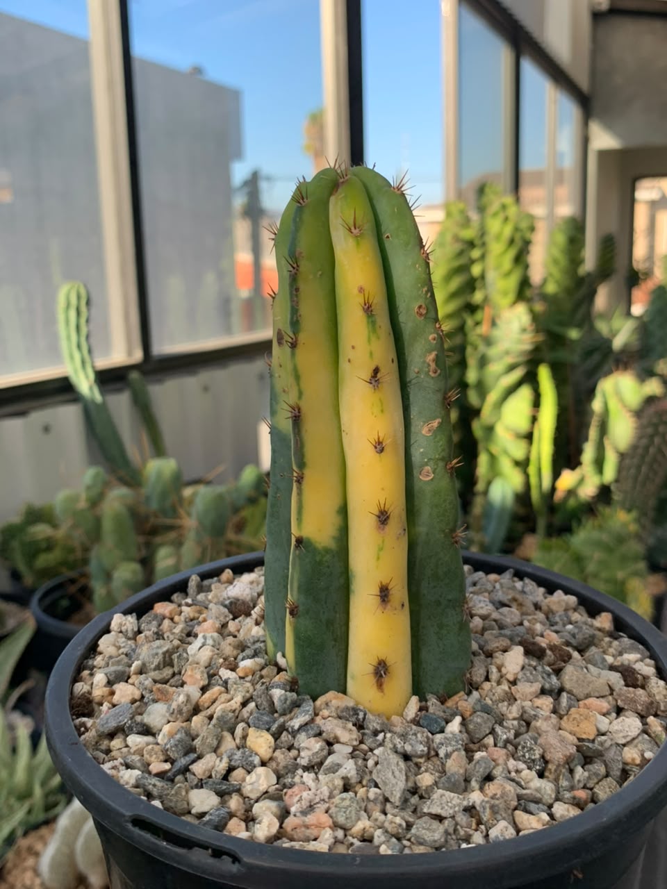 Trichocereus pachanoi (san pedro) variegado
