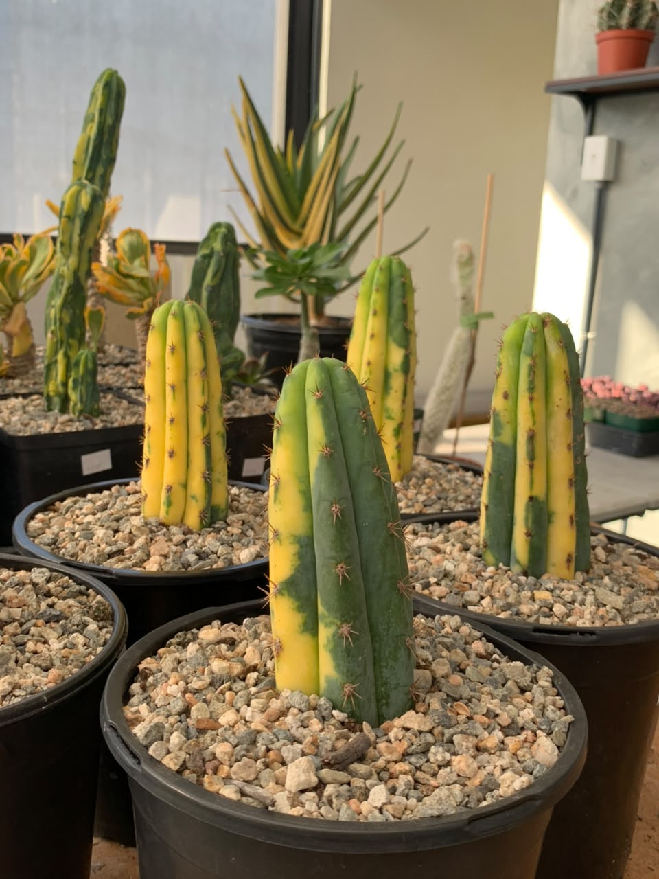 Trichocereus pachanoi (san pedro) variegado