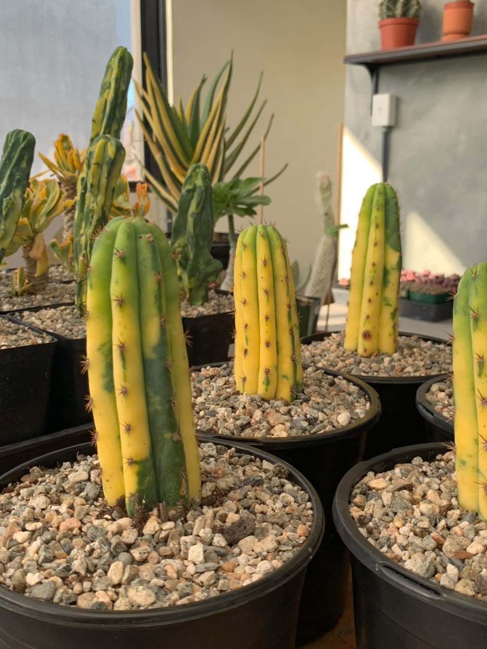 Trichocereus pachanoi (san pedro) variegado
