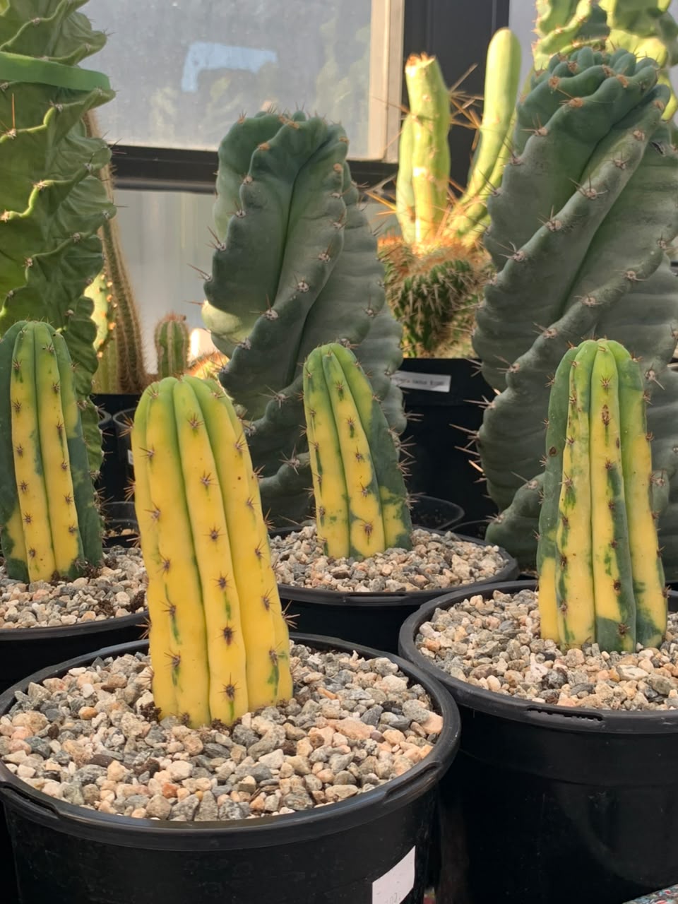 Trichocereus pachanoi (san pedro) variegado