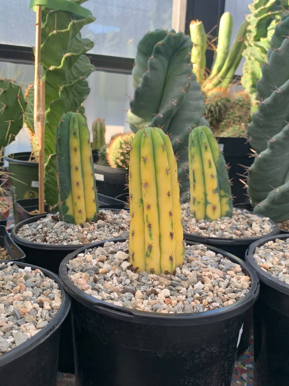 Trichocereus pachanoi (san pedro) variegado