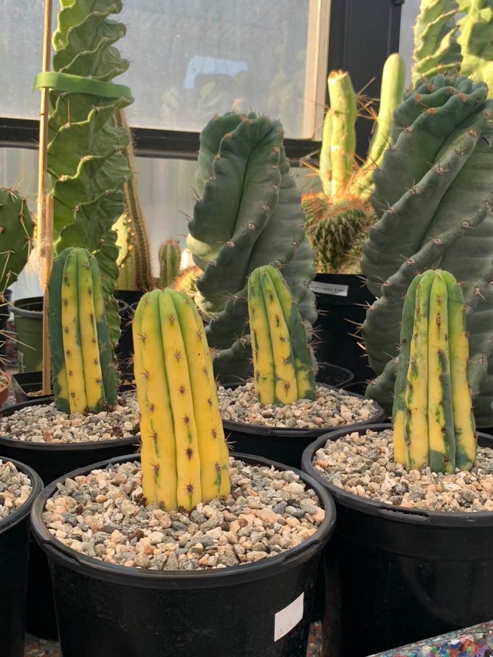 Trichocereus pachanoi (san pedro) variegado