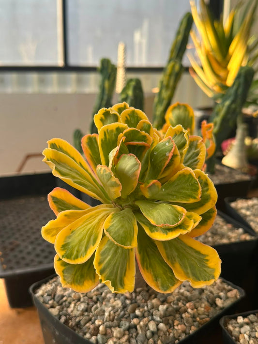 Euphorbia poissonii variegado