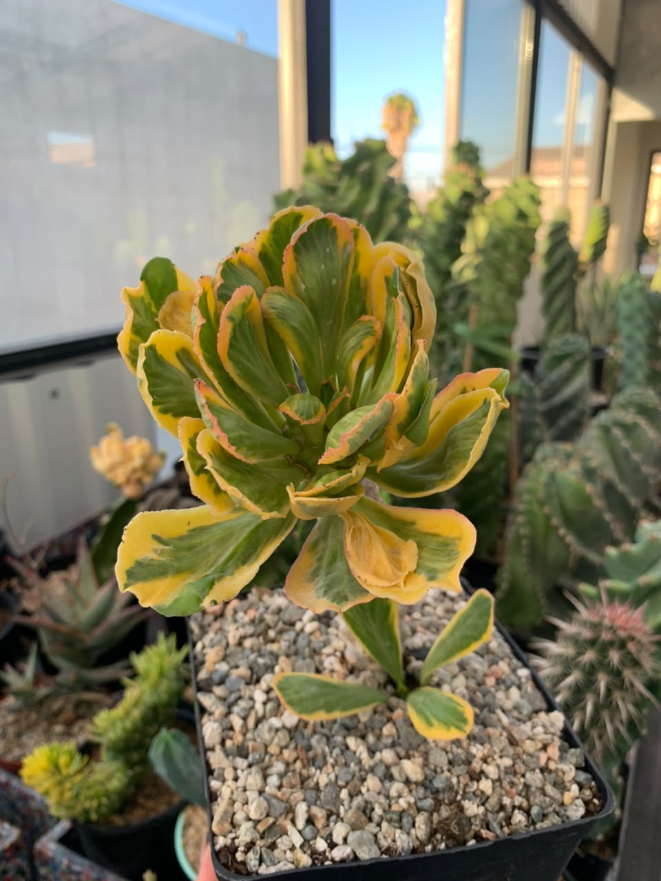 Euphorbia poissonii variegado